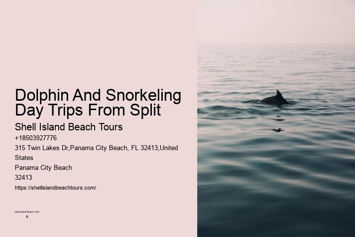Beach Dolphin