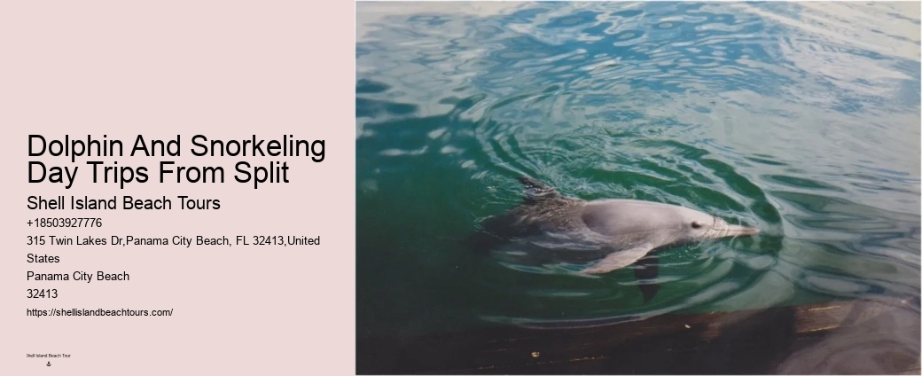 How To Swim With Dolphins