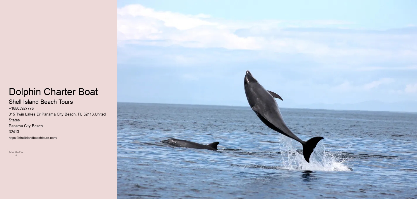 Flippers Dolphin Cruise