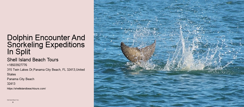 Elite Dolphin Expedition and Snorkeling Tours