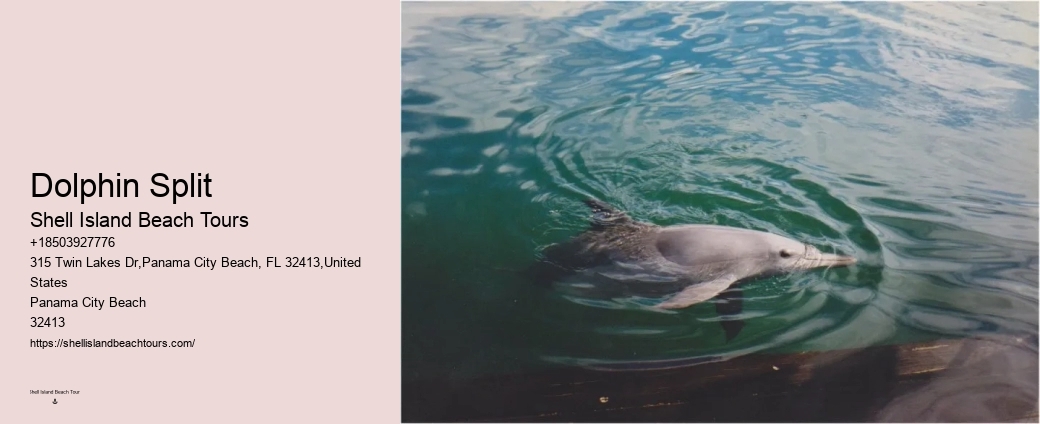 Why Can't You Swim With Dolphins On Your Period