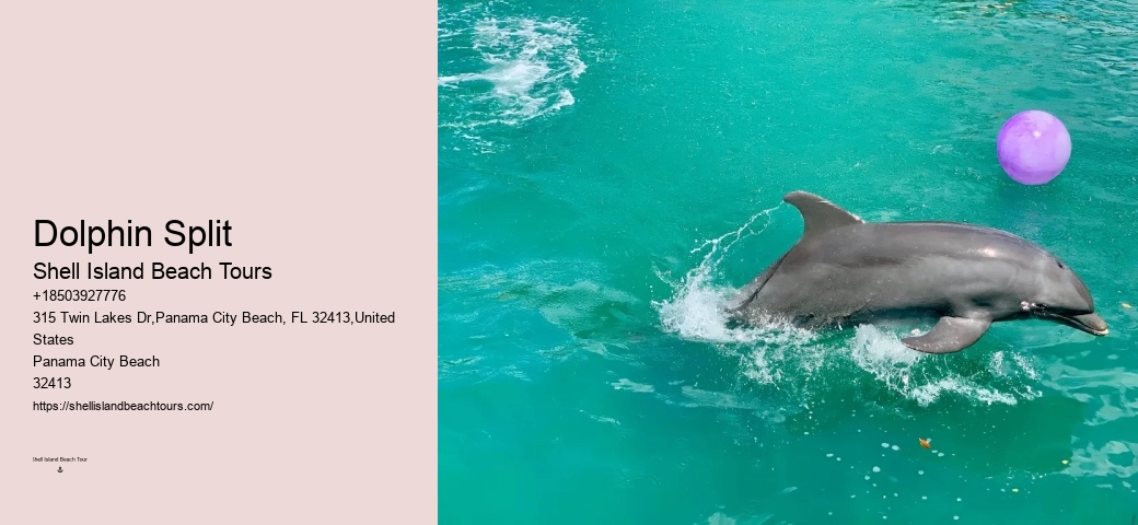 Individual Dolphin Encounter and Snorkeling Tours