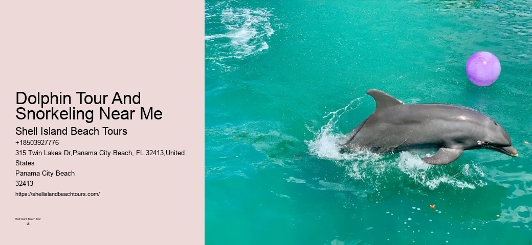 Intimate Dolphin Swim and Snorkeling Trips