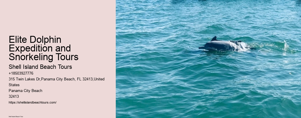 Elite Dolphin Expedition and Snorkeling Tours