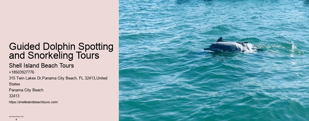 Guided Dolphin Spotting and Snorkeling Tours