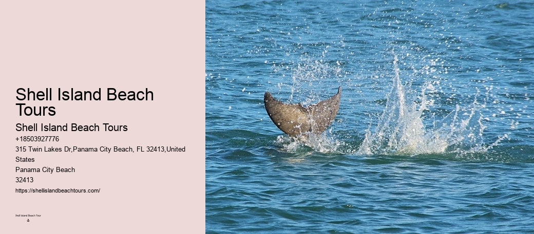 How do I get to the departure point for the dolphin tour