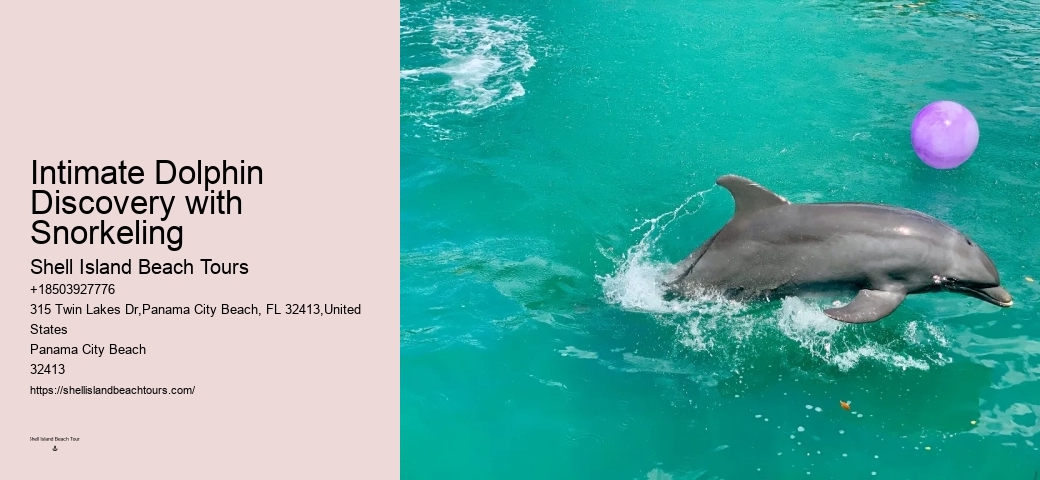 Dolphin Snorkeling Cruise