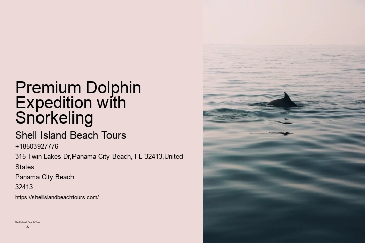 What To Expect When You Go Swimming With Dolphins
