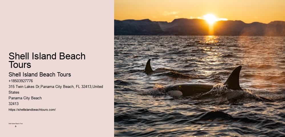 Which Beach Is Best For Dolphin Cruise