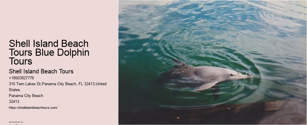 What Are The Risks Of Hugging Dolphins In The Wild