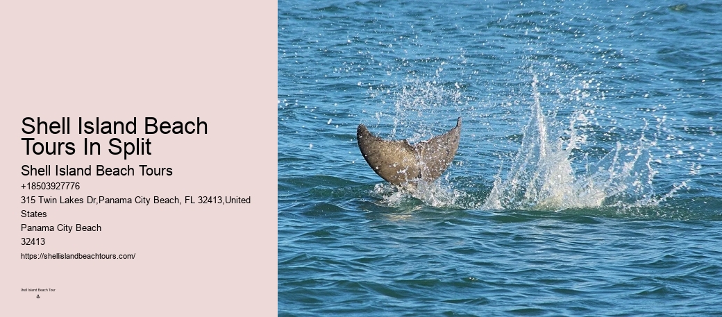 How Do Dolphins Know Humans Are Pregnant