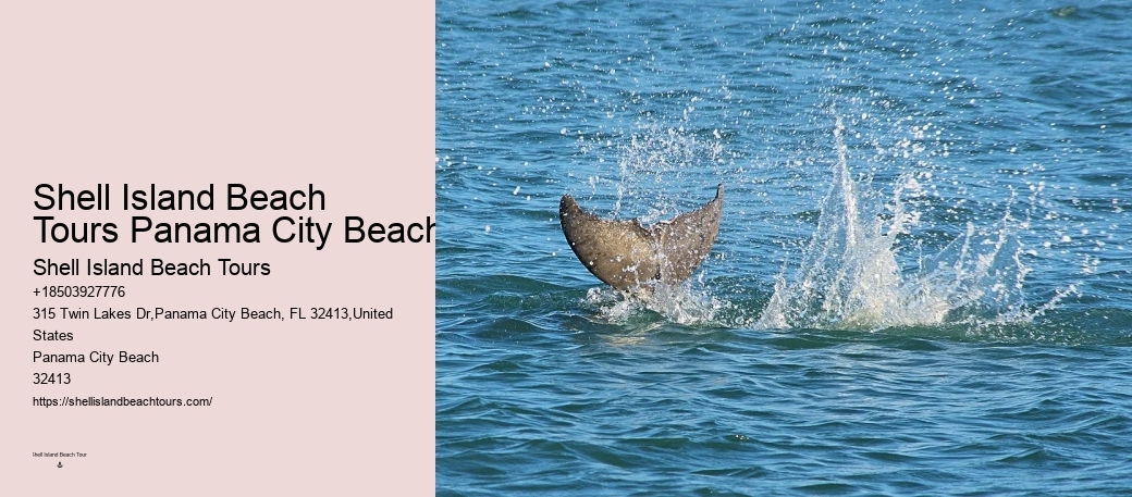 Can You Wear Sunscreen When Swimming With Dolphins