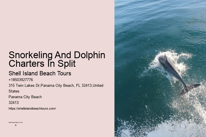 What Is A Dolphins Biggest Enemy