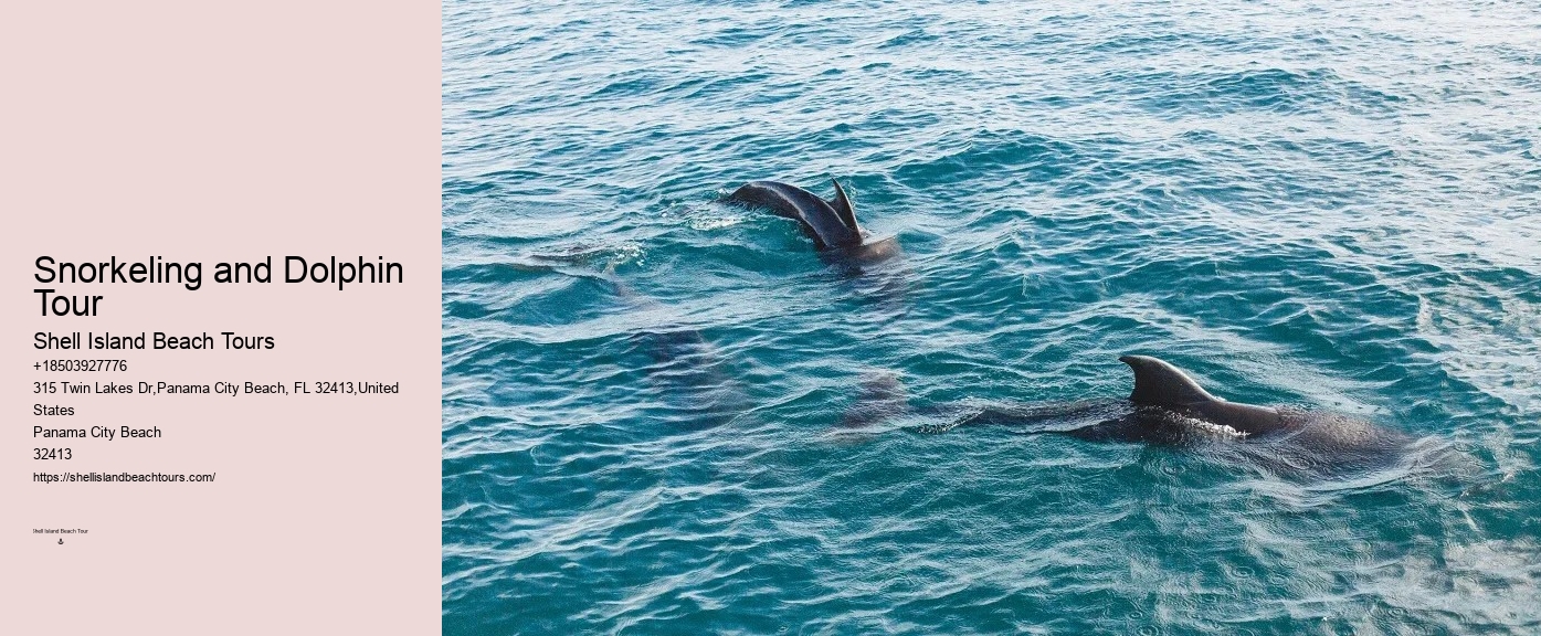 Split Guided Snorkel And Dolphin Watching