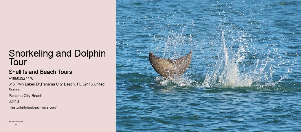 Tours to see dolphins in Panama City Beach