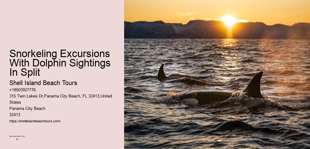 Do Dolphins Have A Dark Side