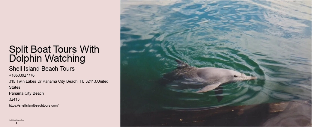 Split Luxury Snorkeling And Dolphin Experiences