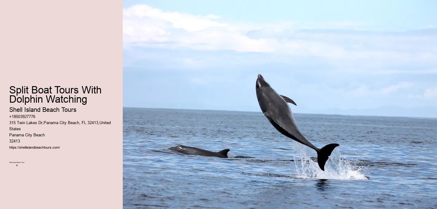 Dolphin Swim