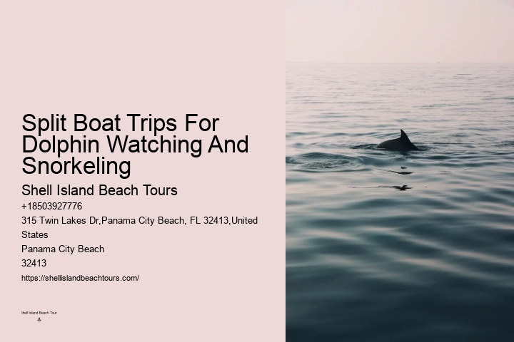 How Much Does It Cost To Swim With The Dolphins In The Florida Keys