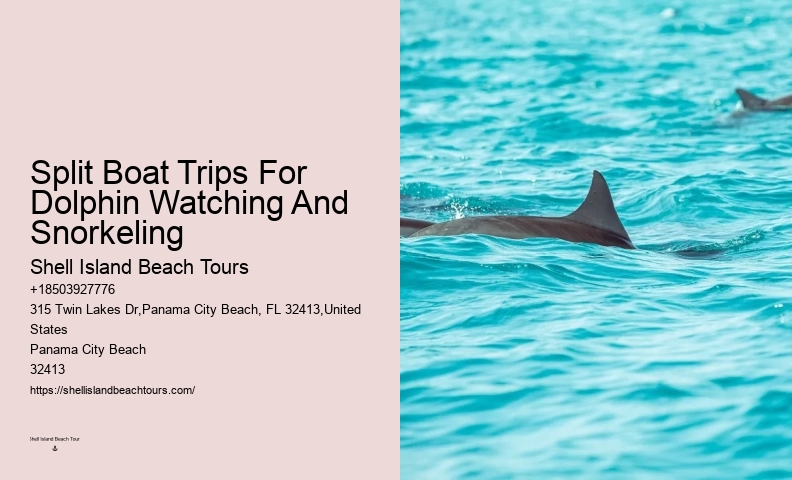 Dolphin And Snorkel Tours Near Me