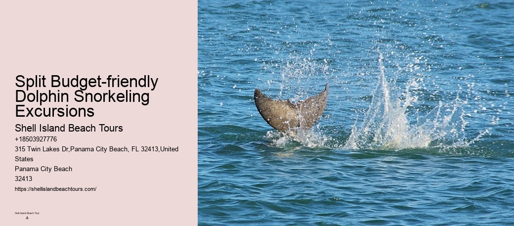 Dolphins Like To Play!
