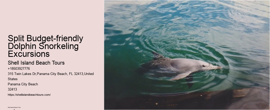 Premium Dolphin Watching with Snorkeling