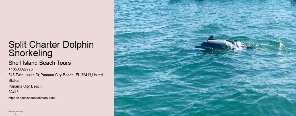 Split Charter Dolphin Snorkeling