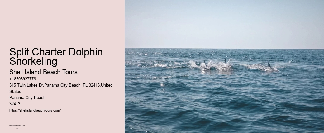 Why Is It Illegal To Interact With Dolphins