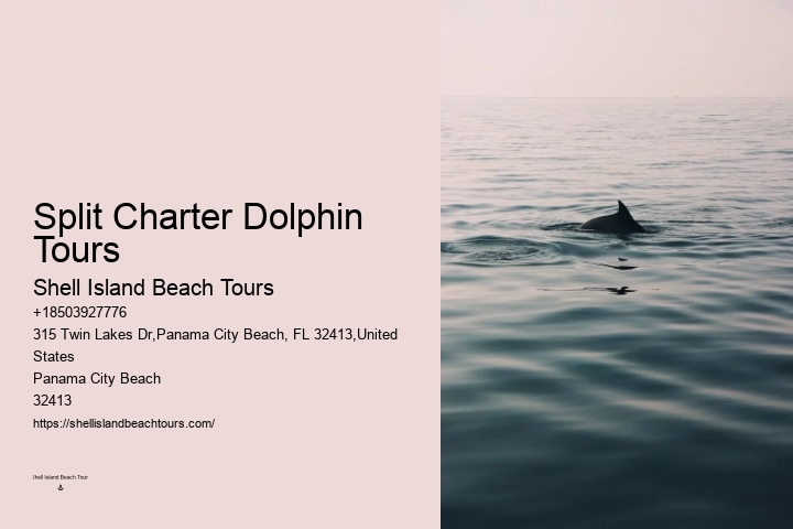 Exclusive Dolphin Discovery and Snorkeling Trips
