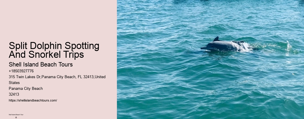 Split Dolphin Spotting And Snorkel Trips