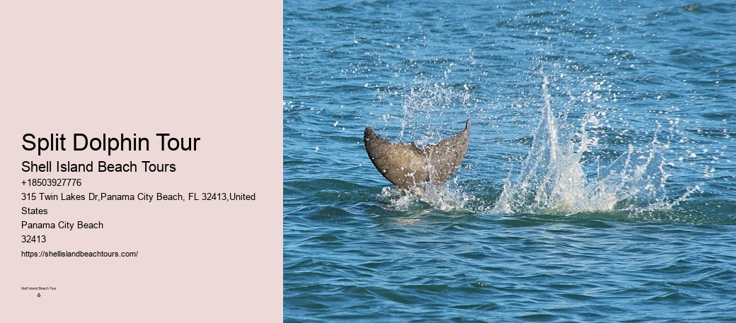 What Cruise Can You Swim With Dolphins