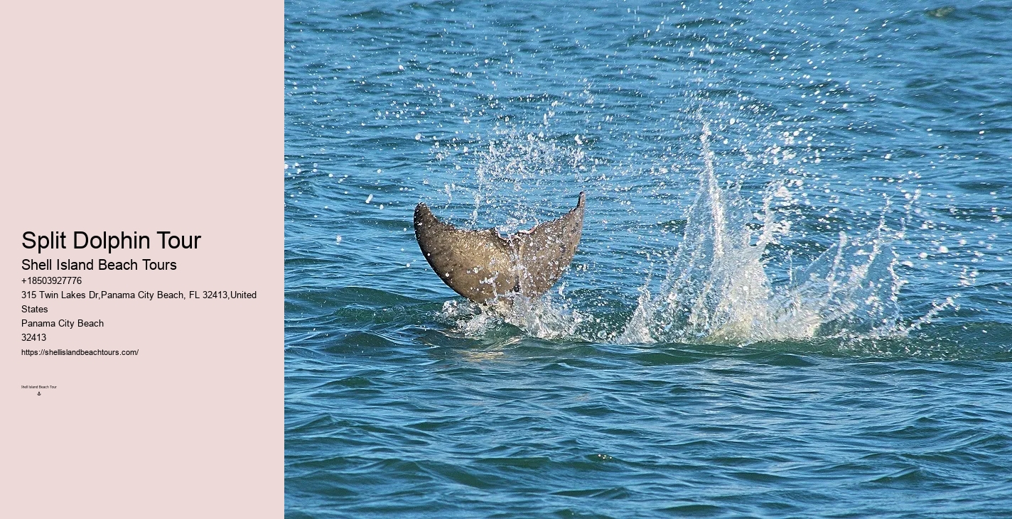 Private Dolphin Snorkeling Tours