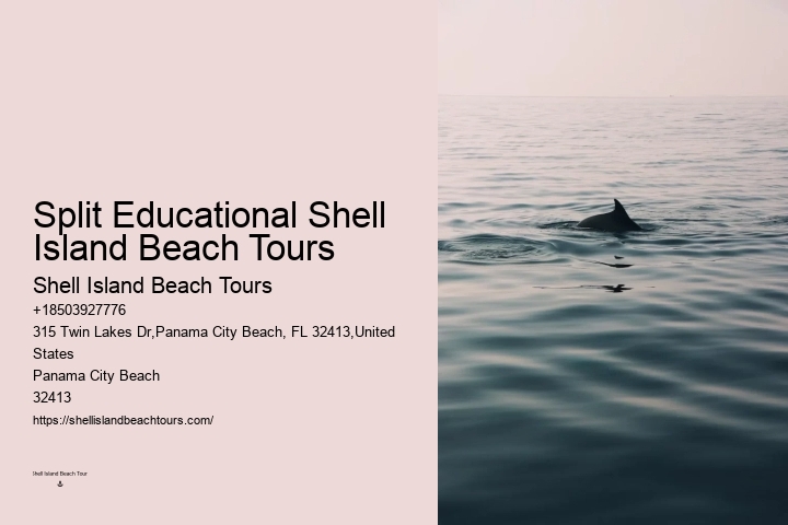 Dolphin exploration experiences in Panama City Beach
