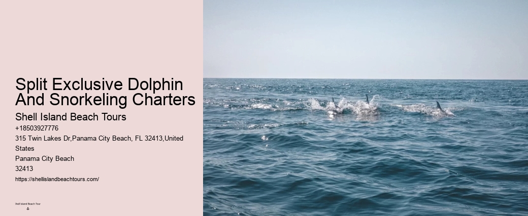 Do You Need A Wetsuit To Swim With Dolphins