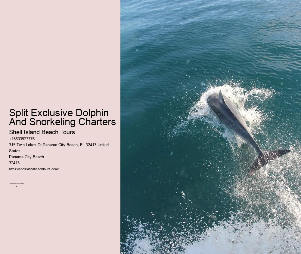 Exclusive Dolphin Watching and Snorkeling Adventures