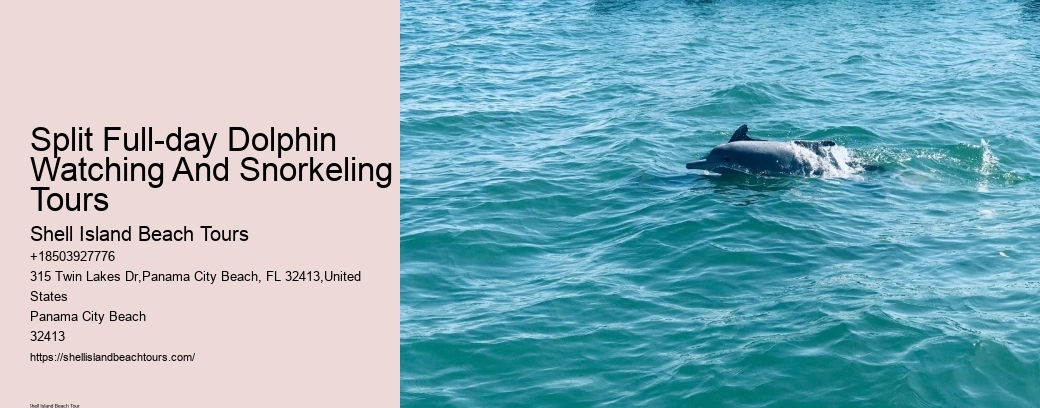 Split Full-day Dolphin Watching And Snorkeling Tours