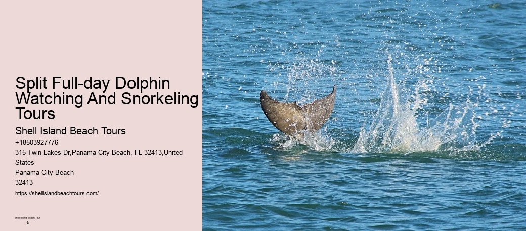 VIP Dolphin Safari with Snorkeling