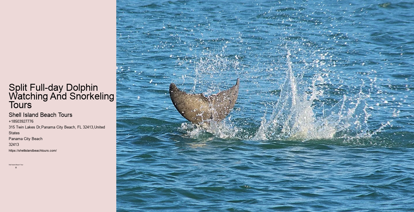The Magic Of Dolphin Watching: Best Times And Locations