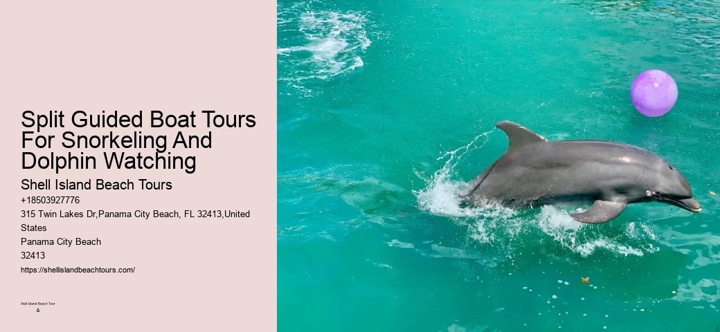 Dolphin Cruise And Snorkeling Adventure