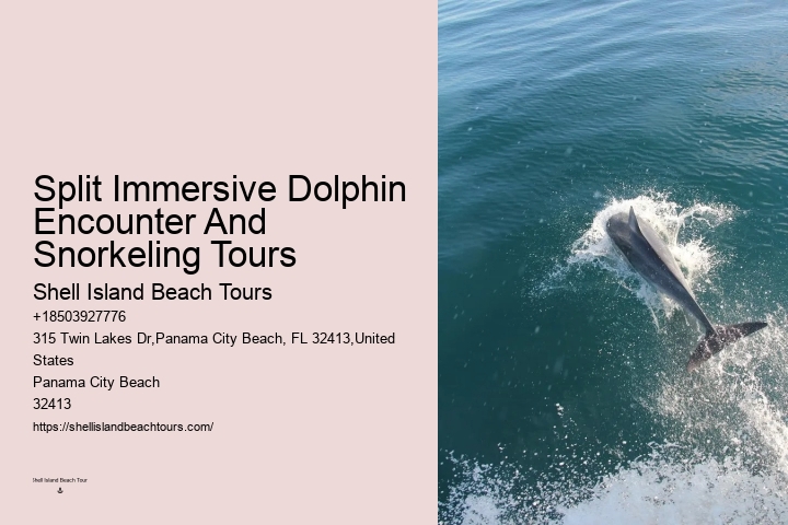 Panama City Beach dolphin expedition cruises