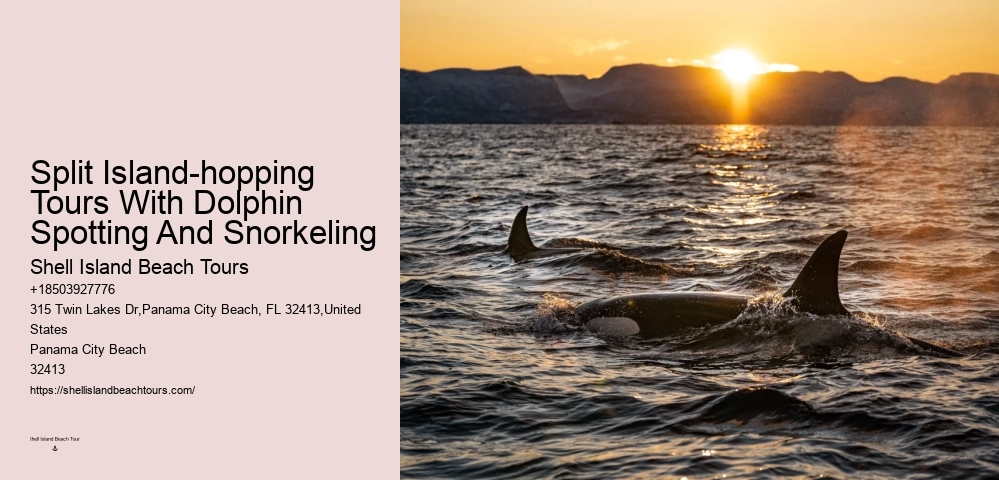 Is It Safe For Humans To Swim With Dolphins