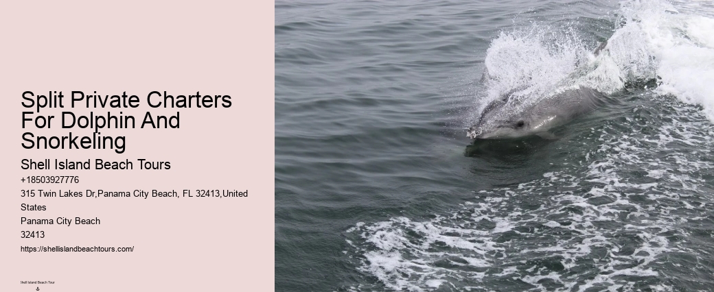 Rudee Dolphin Tours Reviews