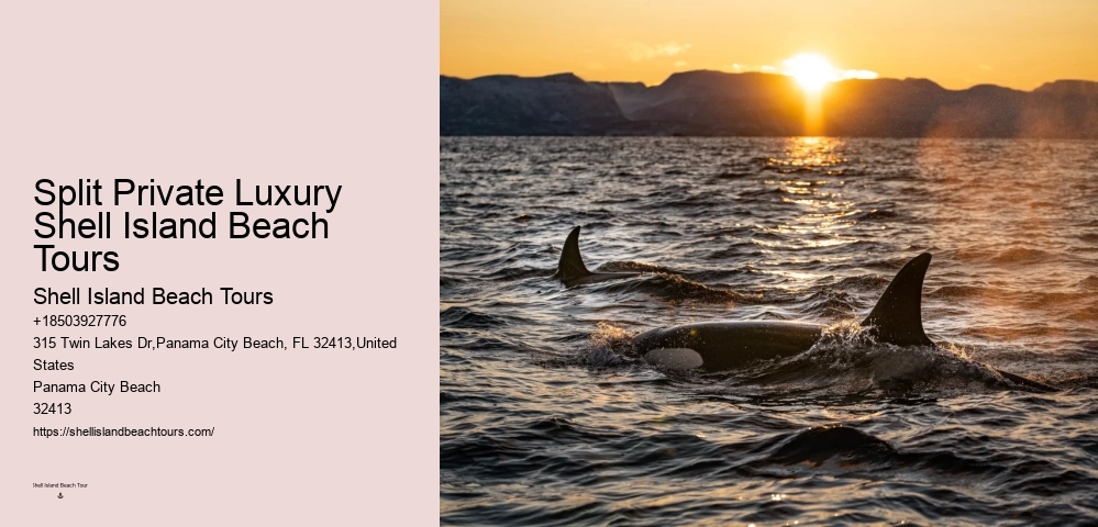 Panama City Beach dolphin watching excursions