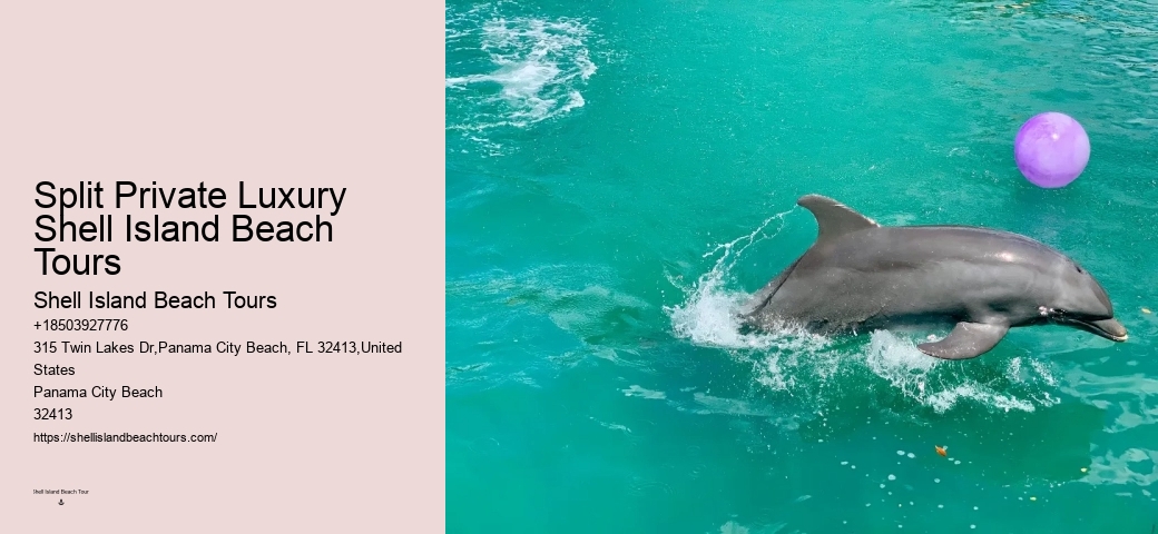 What Does It Mean If A Dolphin Is Circling You