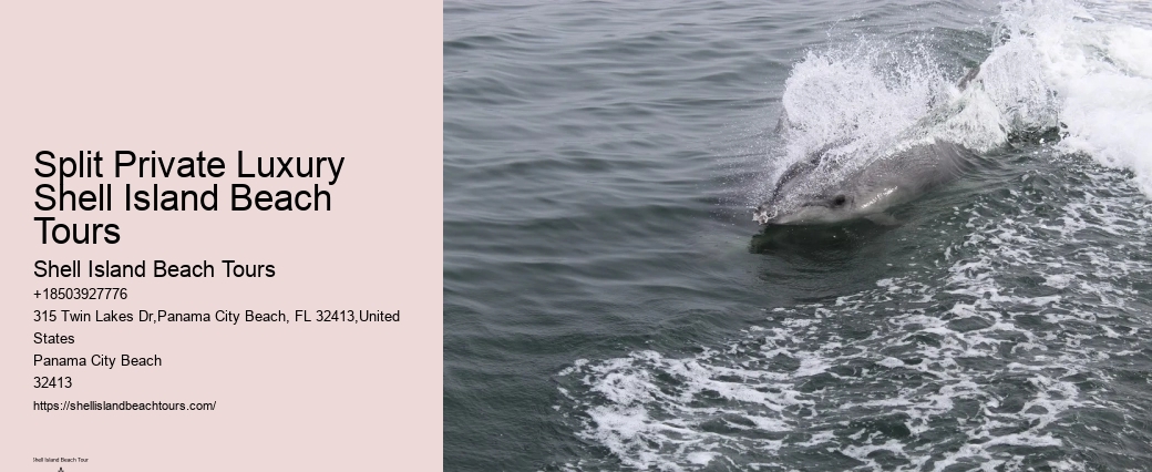 What Predator Kills Dolphins