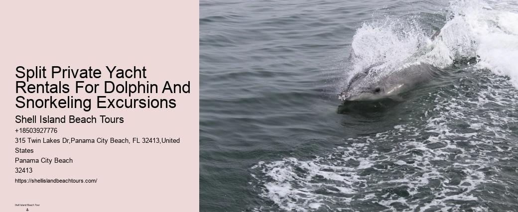 Where Is The Best Place To See Dolphins In The World