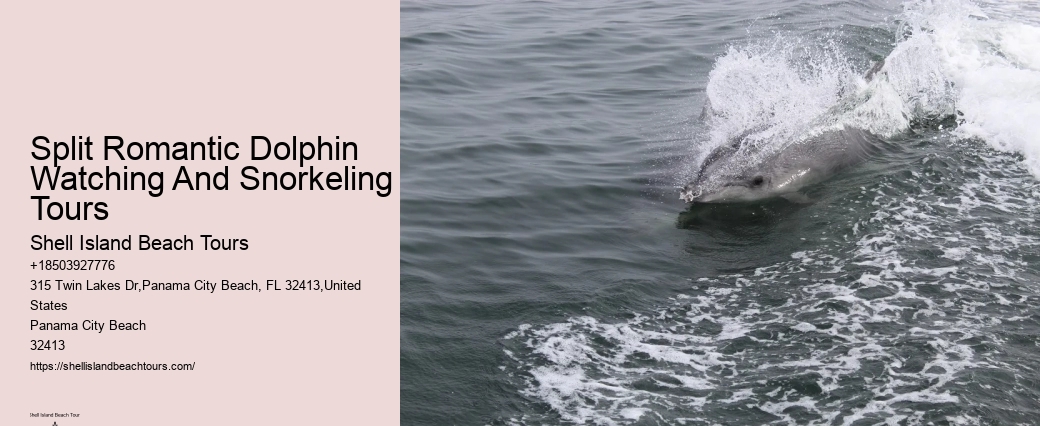 Why Do You Wear A Wetsuit When Swimming With Dolphins