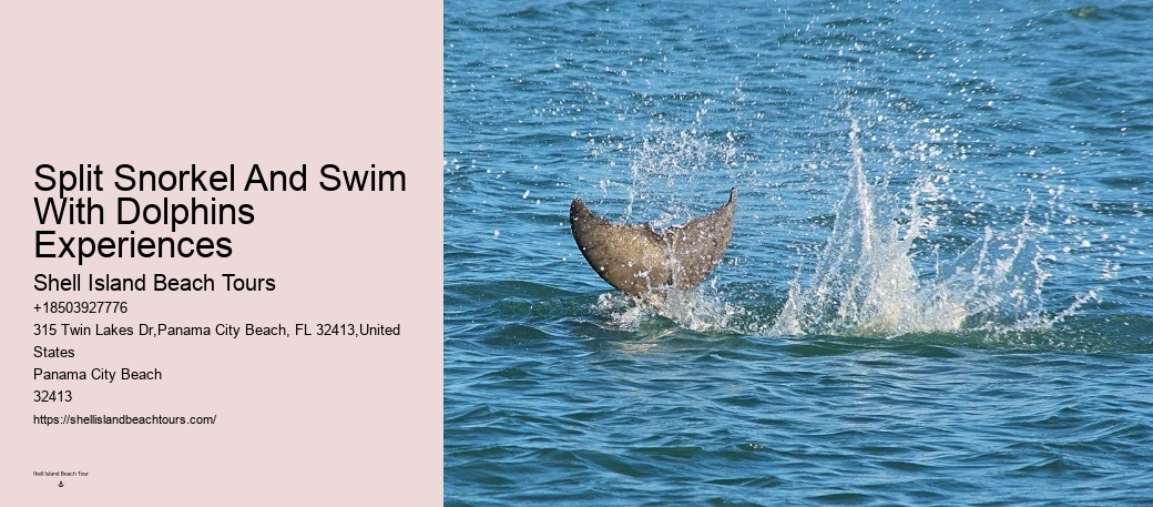 Swimming With Dolphins