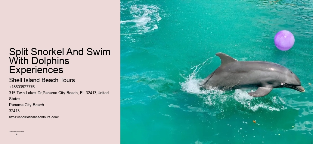 Is It Better To Swim With Dolphins In The Morning Or Afternoon
