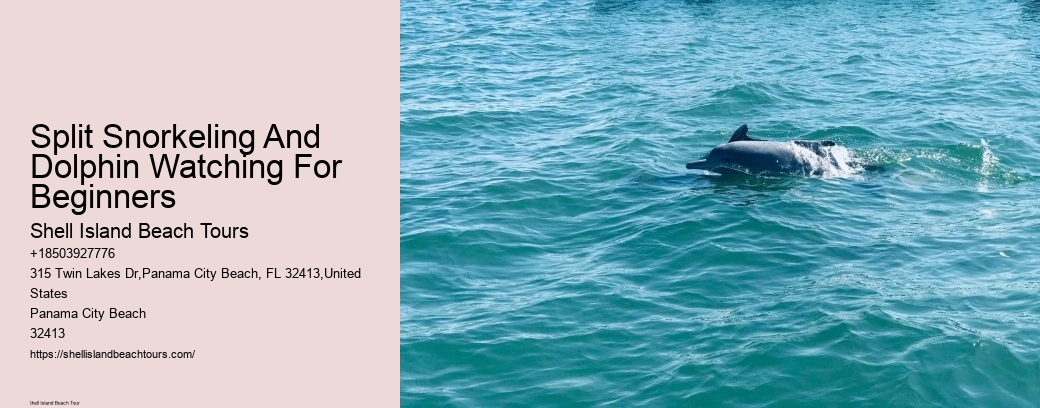 Split Snorkeling And Dolphin Watching For Beginners